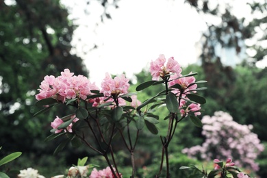 Beautiful tiny tropical flowers in botanical garden, closeup