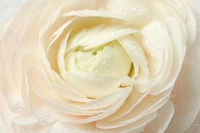 Photo of Beautiful spring ranunculus flower as background, closeup