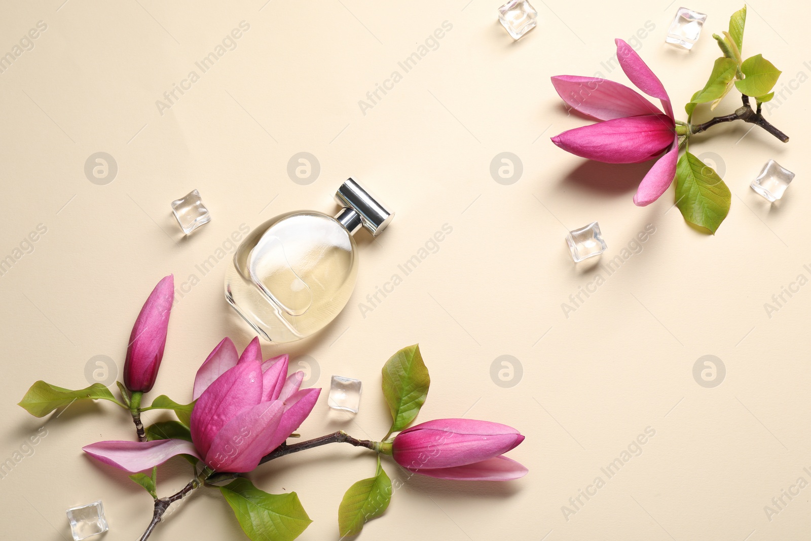 Photo of Beautiful pink magnolia flowers, bottle of perfume and ice cubes on beige background, flat lay