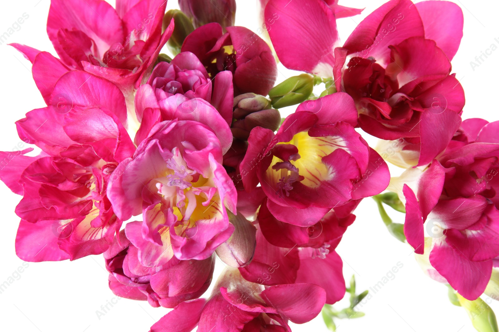 Photo of Beautiful spring freesia flowers on white background, top view