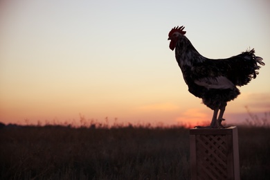 Big domestic rooster on stand at sunrise, space for text. Morning time