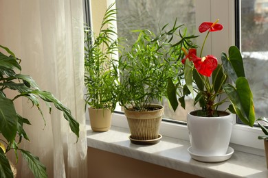 Beautiful houseplants in pots on windowsill indoors