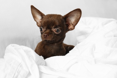 Cute small Chihuahua dog lying in bed