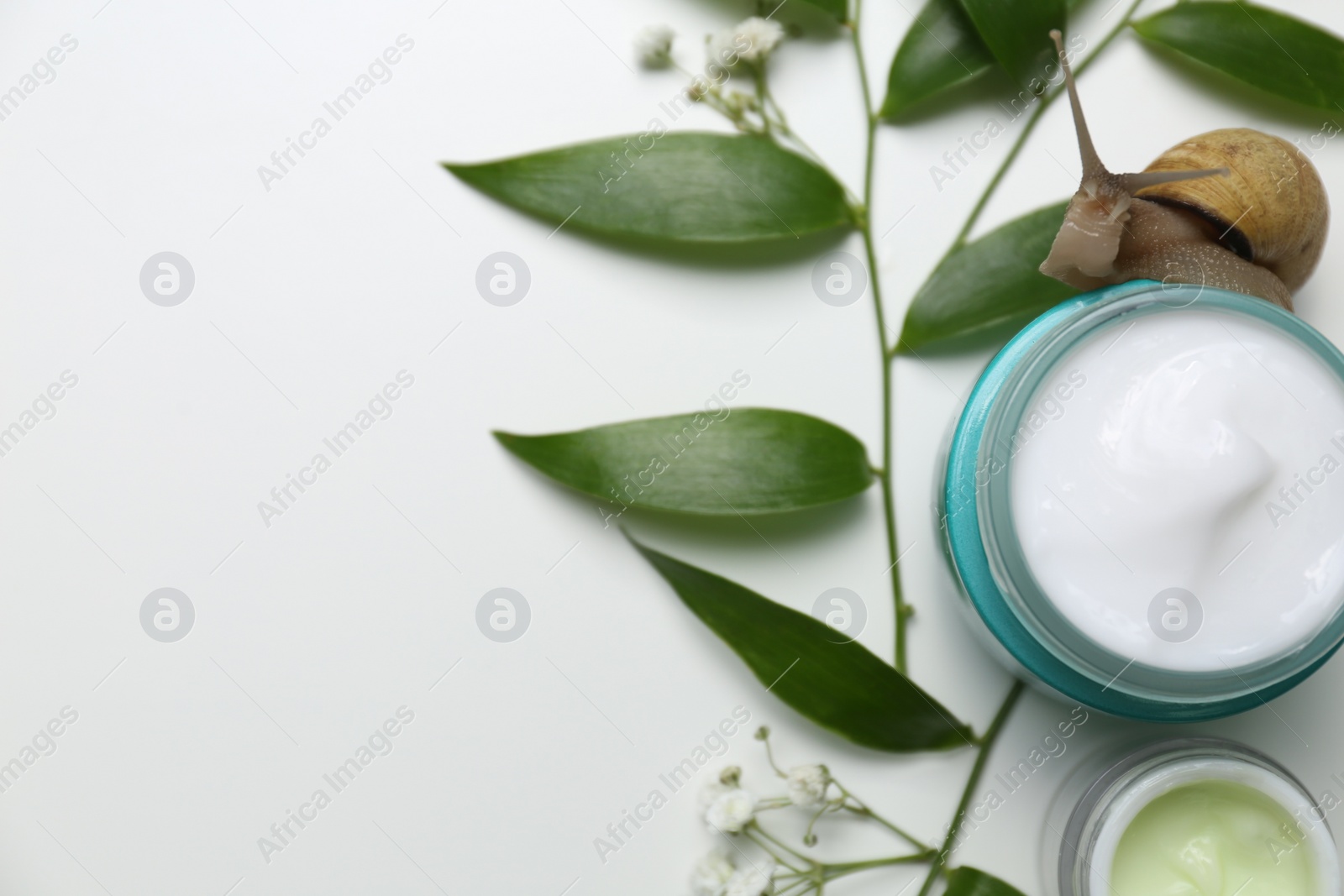 Photo of Snail and cosmetic products on white background, top view