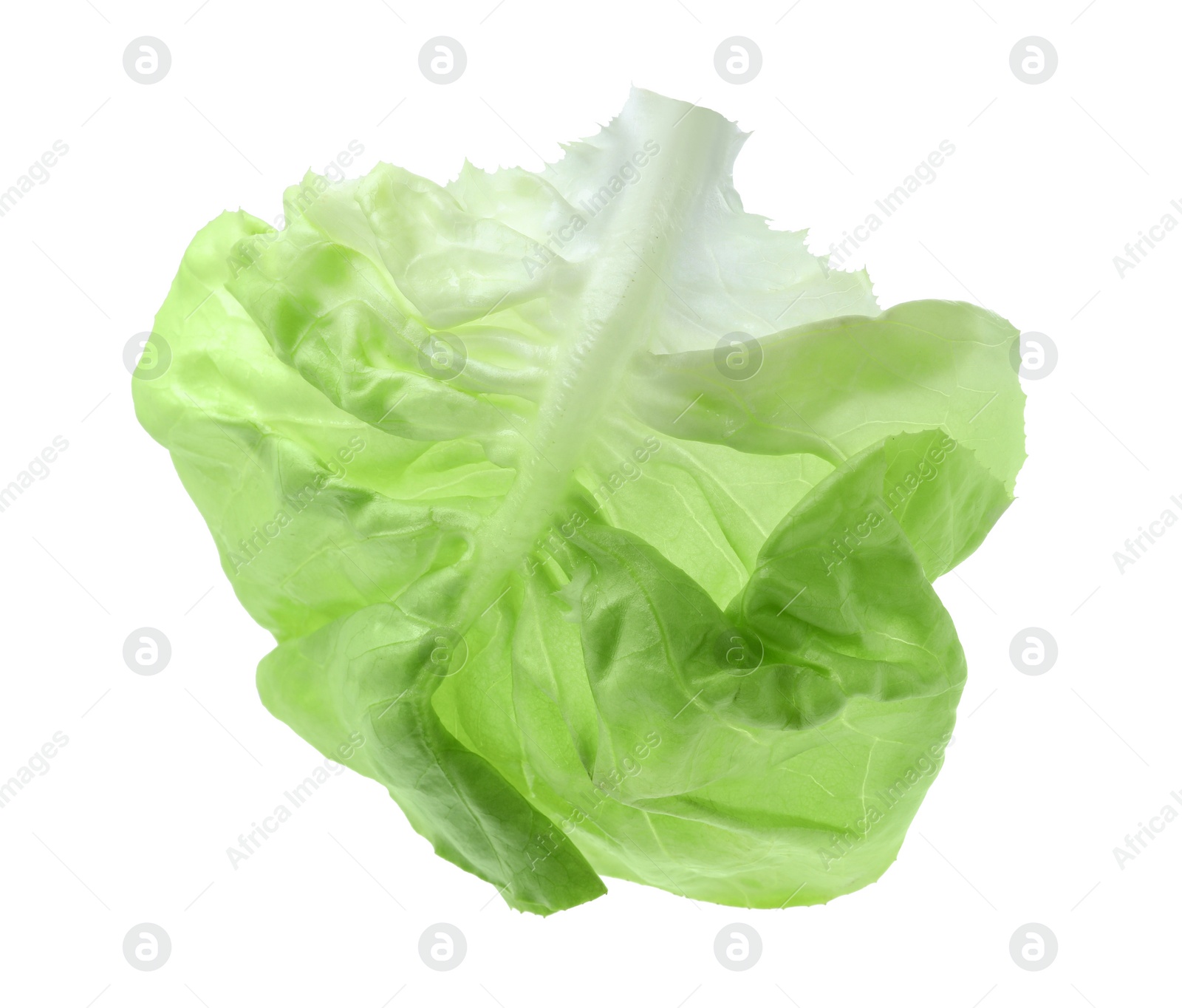 Photo of Fresh leaf of green butter lettuce isolated on white