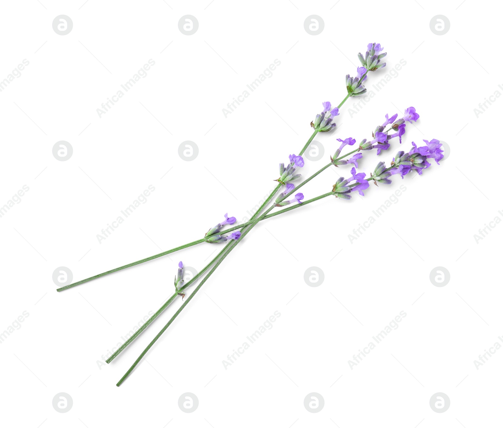 Photo of Beautiful aromatic lavender flowers isolated on white, top view