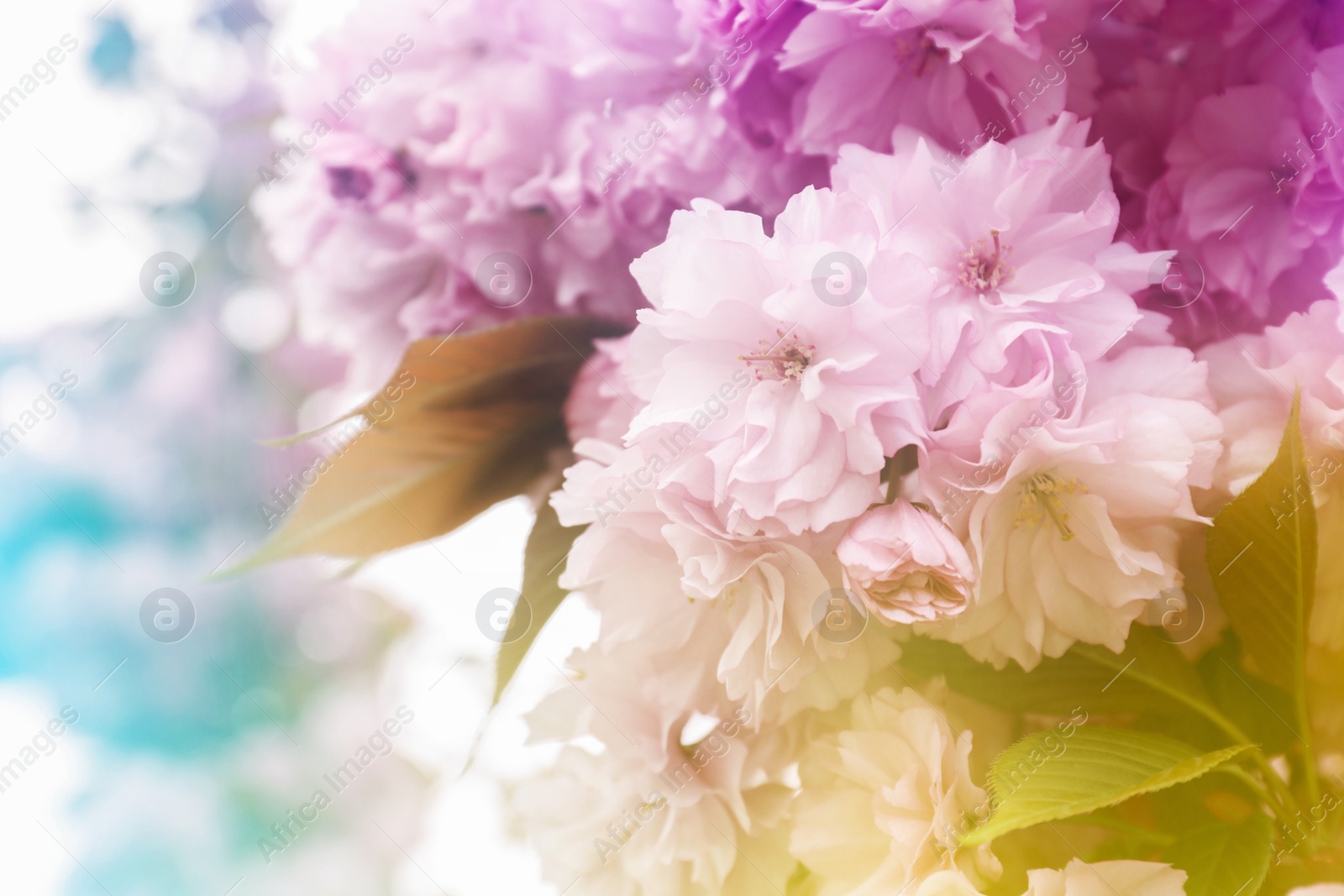 Image of Closeup view of blossoming spring tree outdoors, color toned