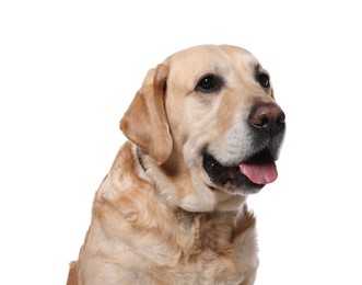 Photo of Cute Labrador Retriever in dog collar on white background