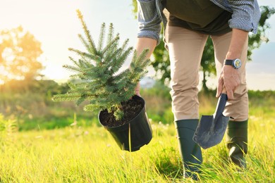 Photo of Man with conifer tree and shovel in meadow, closeup