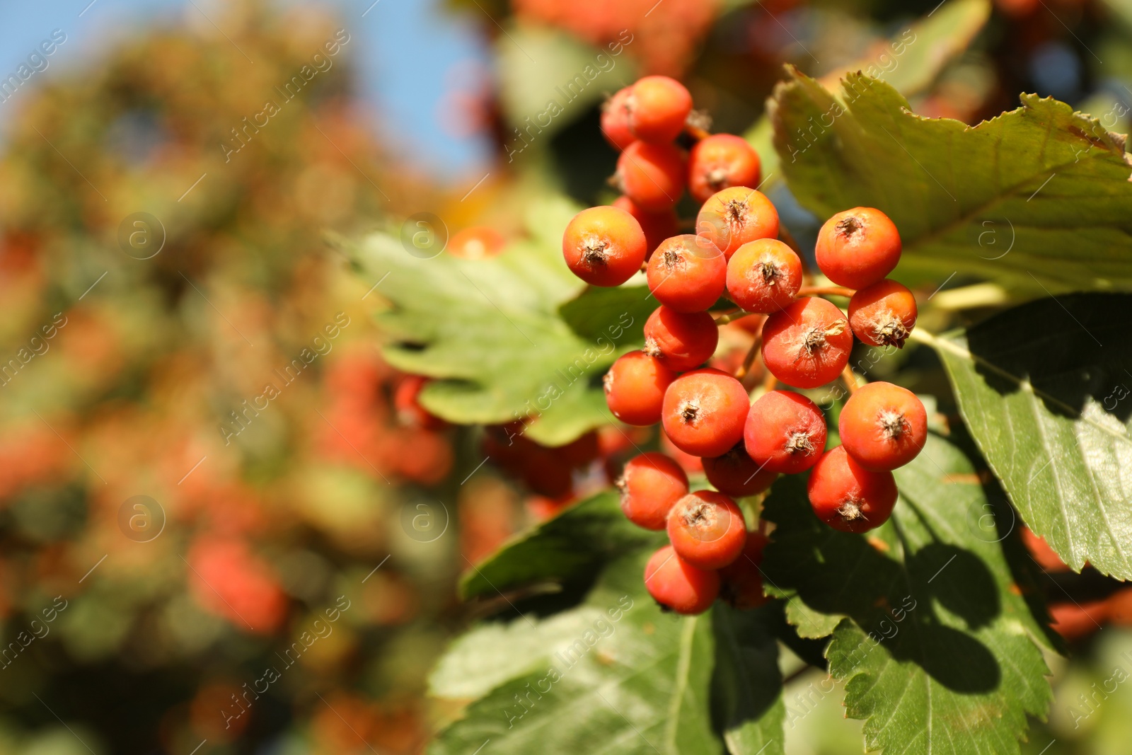 Photo of Rowan tree with many berries growing outdoors, closeup. Space for text