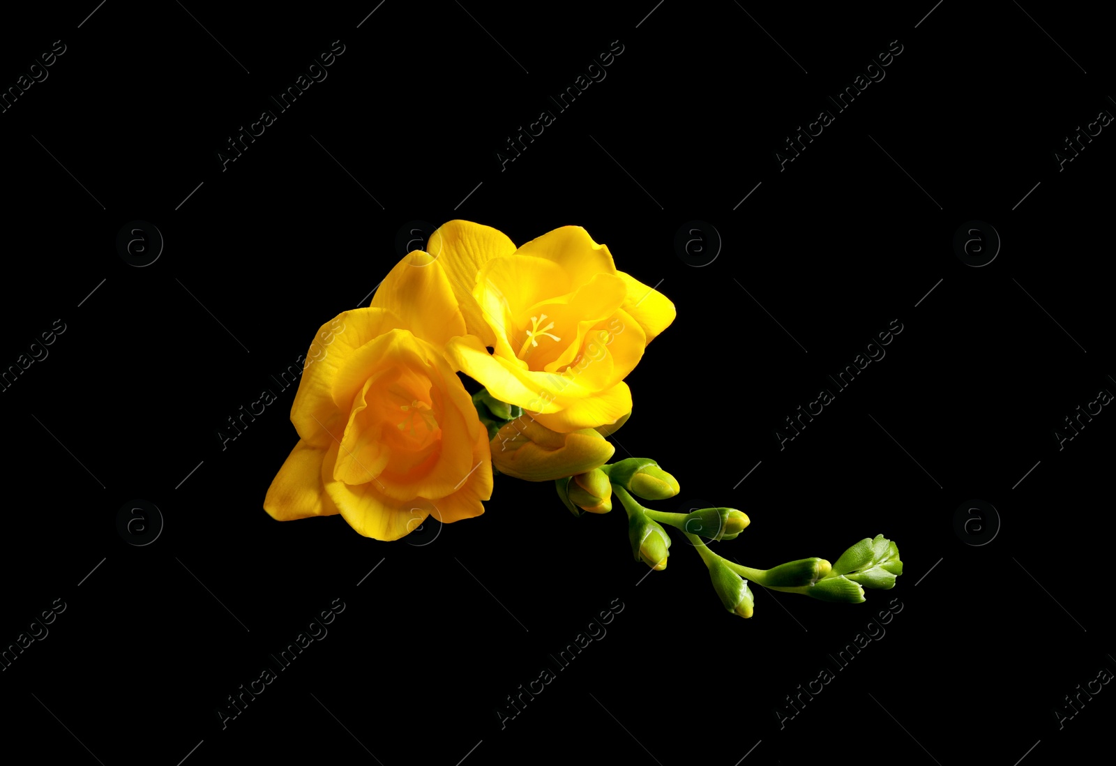 Photo of Beautiful yellow freesia flowers on black background