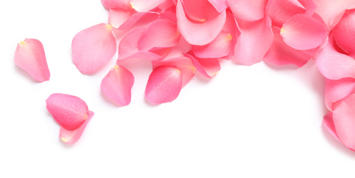 Photo of Fresh pink rose petals on white background, top view