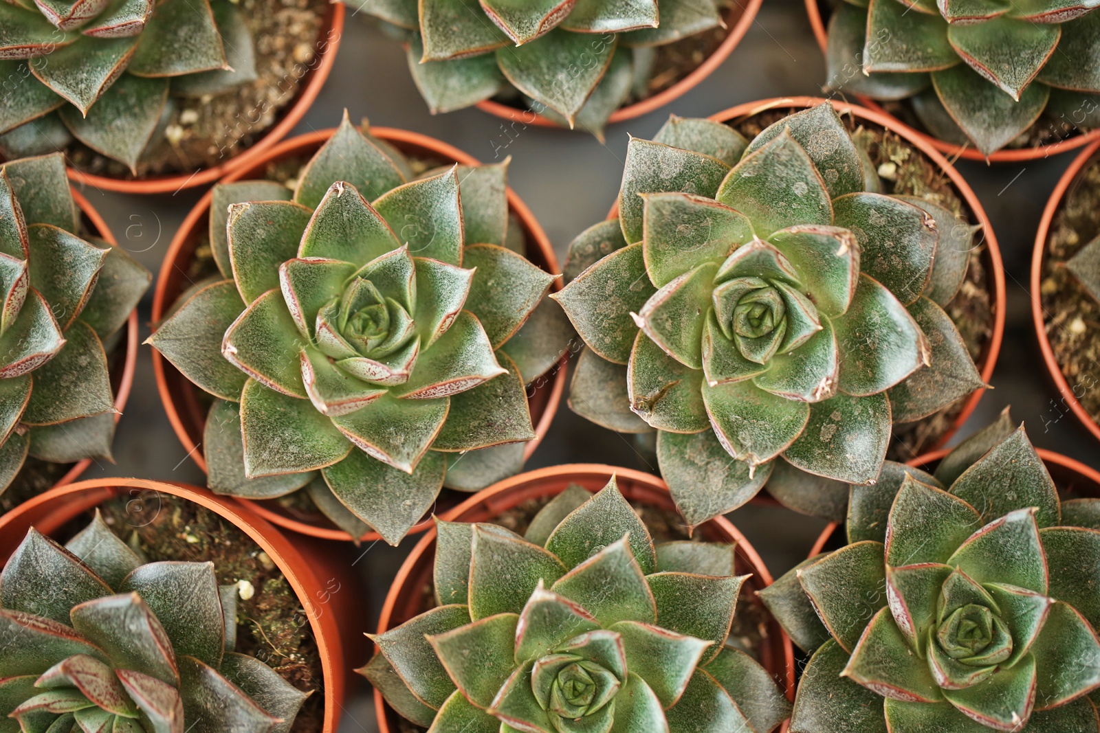 Photo of Beautiful echeverias in pots, top view. Tropical flowers