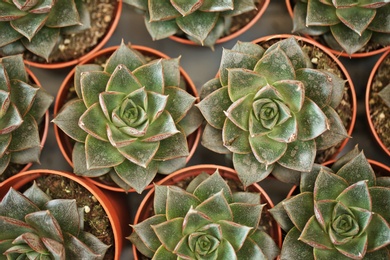 Beautiful echeverias in pots, top view. Tropical flowers