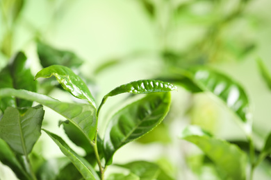 Green leaves of tea plant on blurred background, closeup. Space for text