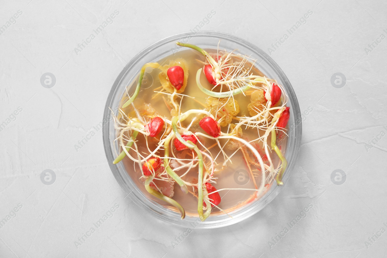 Photo of Germination and energy analysis of corn seeds in Petri dish on light table, top view. Laboratory research