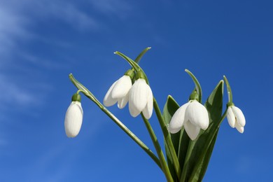 Beautiful blooming snowdrops against blue sky. Spring flowers