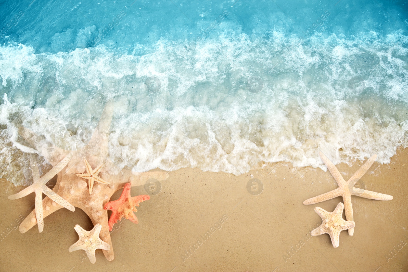 Image of Starfishes washed by sea water on sandy beach, flat lay. Space for text