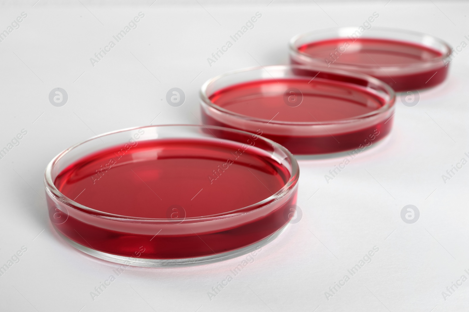 Photo of Petri dishes with red liquid on white background, closeup