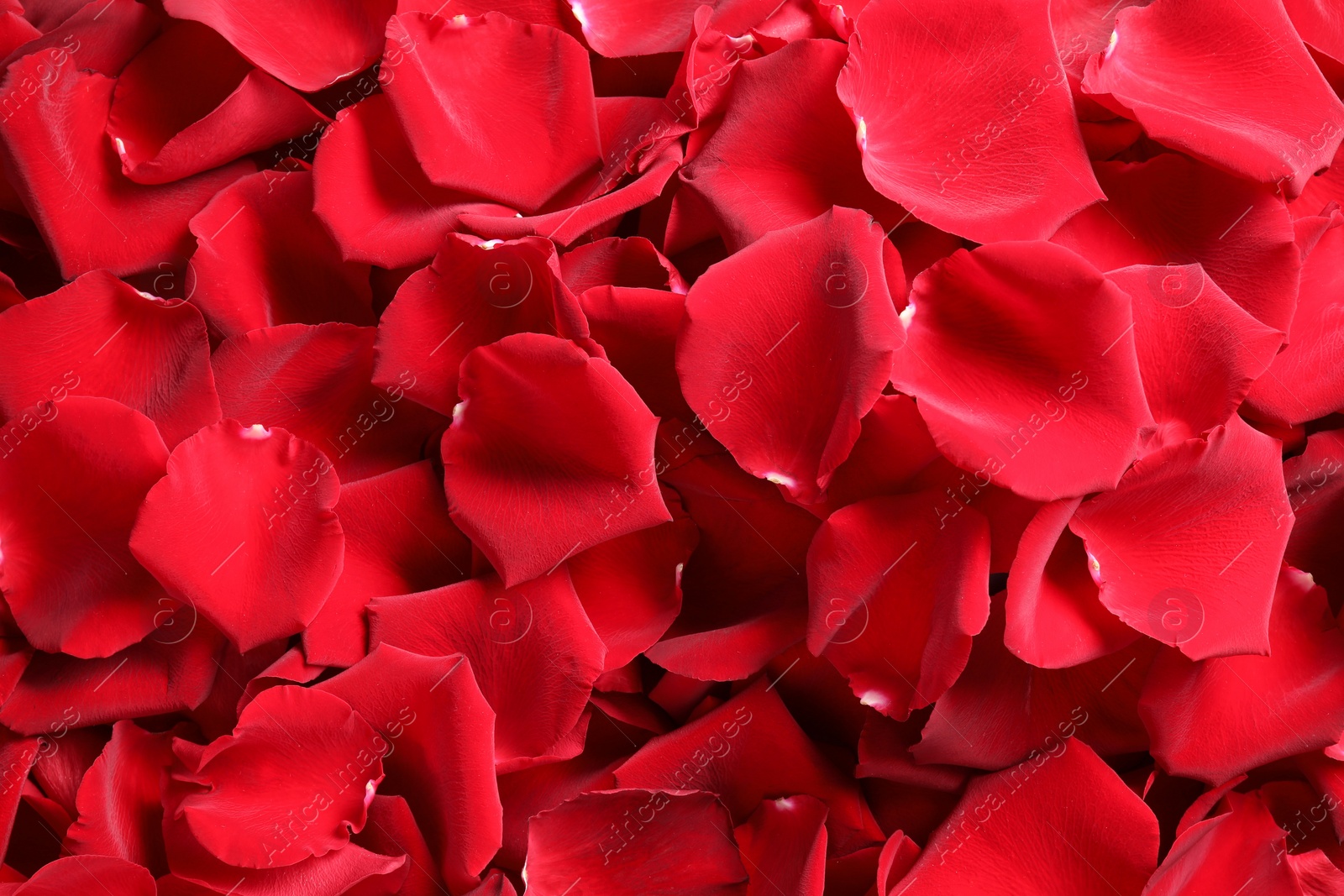 Photo of Beautiful red rose petals as background, top view