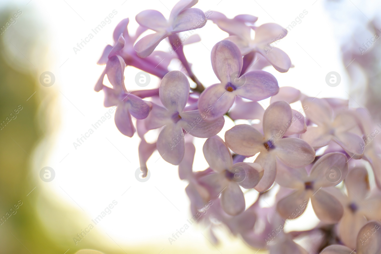 Photo of Closeup view of beautiful blooming lilac shrub outdoors