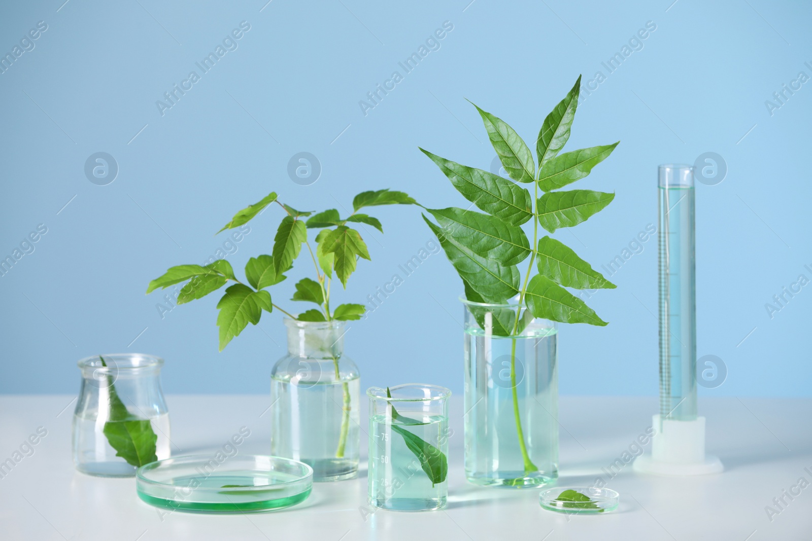 Photo of Laboratory glassware with plants on white table