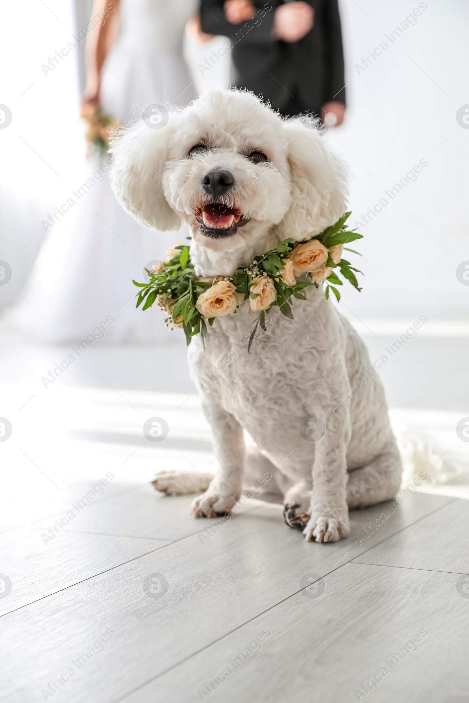 Photo of Adorable Bichon wearing wreath made of beautiful flowers on wedding