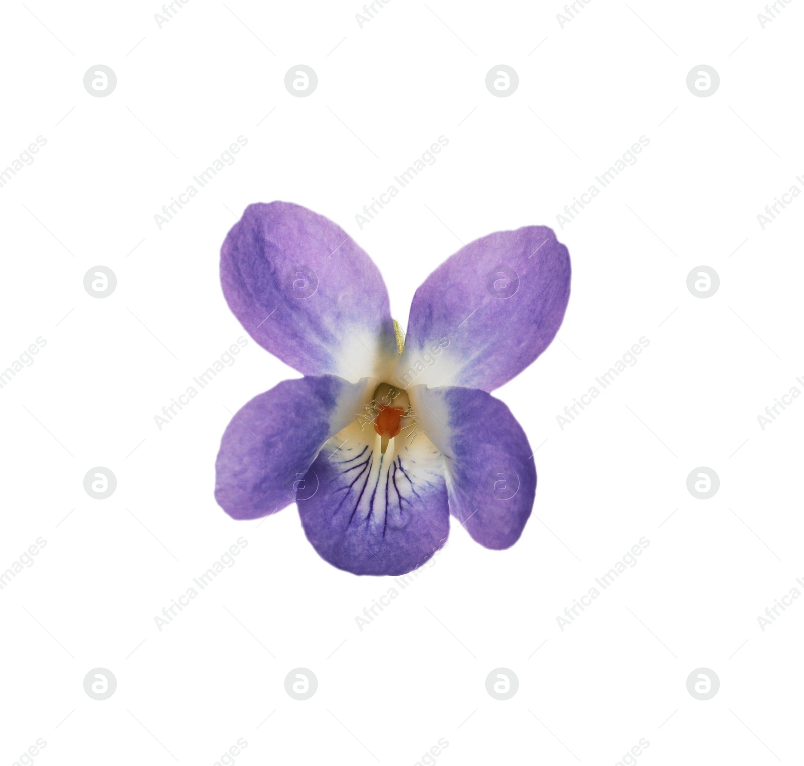 Photo of Beautiful wood violet on white background. Spring flower