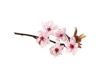 Photo of Sakura tree branch with beautiful pink blossoms isolated on white