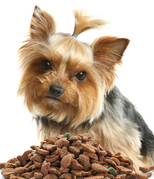 Image of Cute Yorkshire terrier and pile of dog food on white background