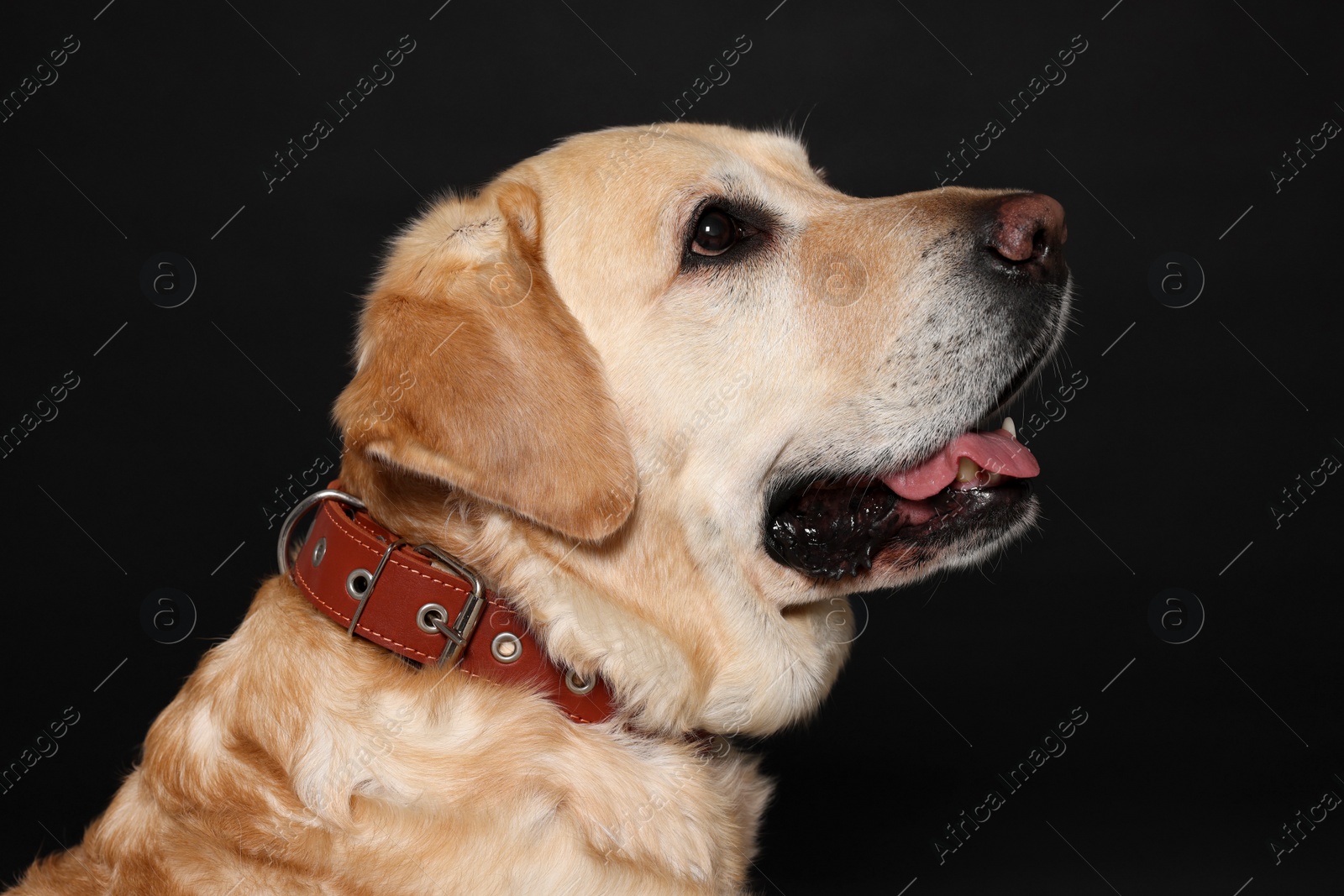 Photo of Cute Labrador Retriever in dog collar on black background