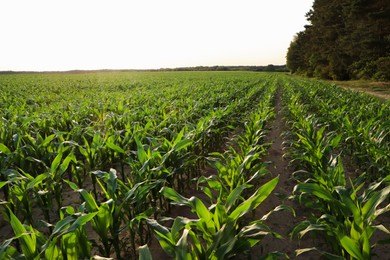 Photo of Beautiful agricultural field with green corn plants on sunny day