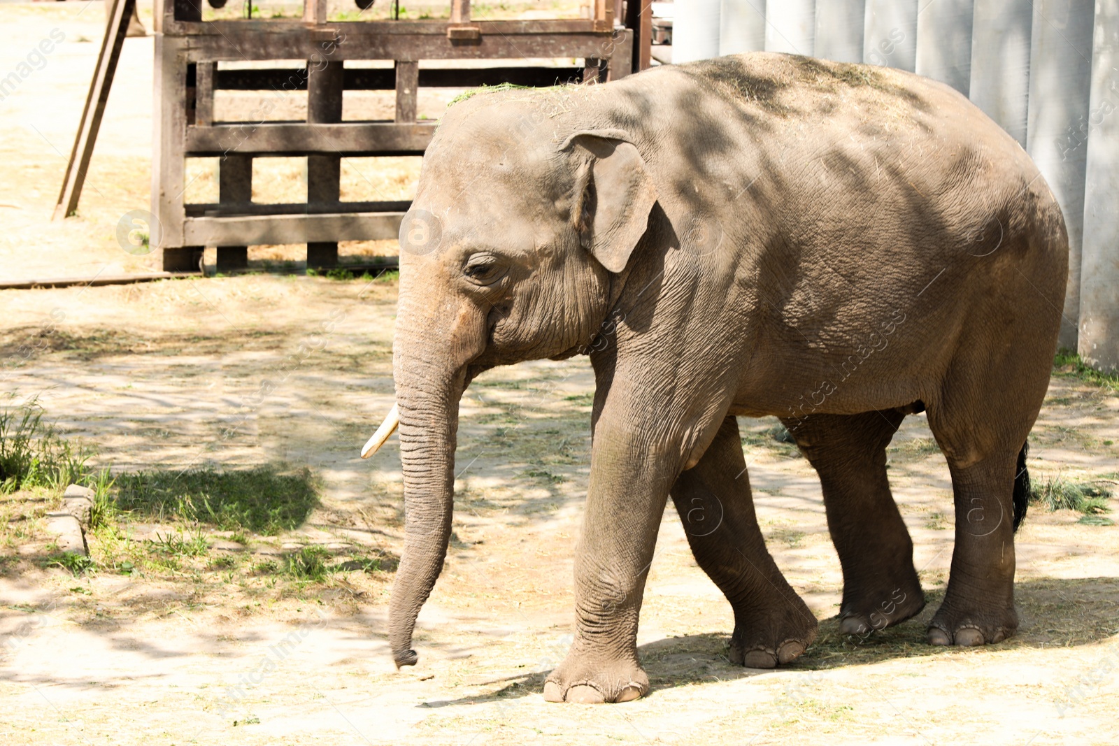 Photo of Cute young elephant at zoo on sunny day