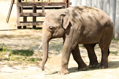 Cute young elephant at zoo on sunny day