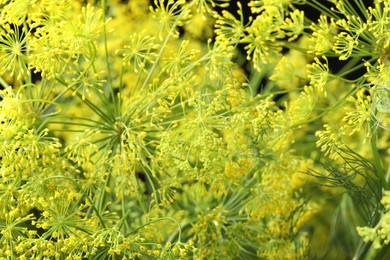 Photo of Fresh green dill flowers on blurred background, closeup