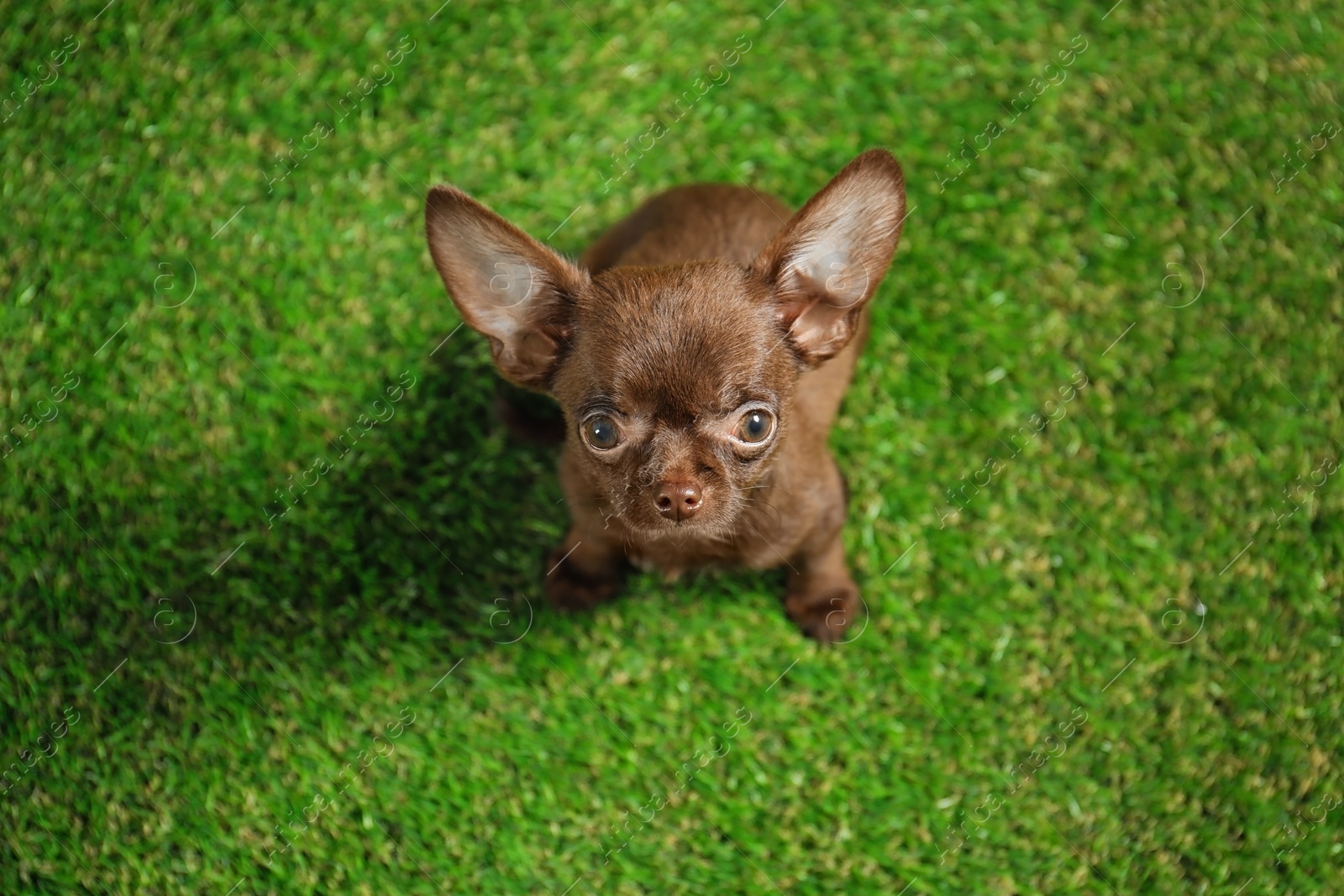 Photo of Cute small Chihuahua dog on green grass, above view