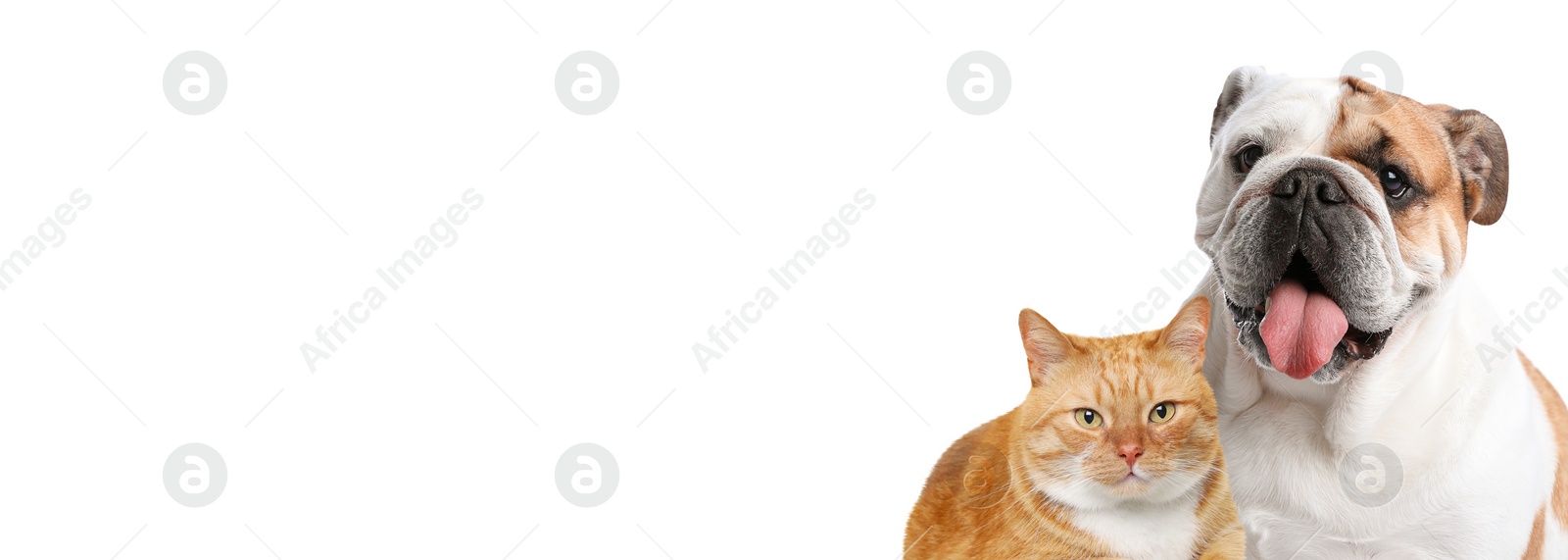 Image of Cute ginger cat and funny English bulldog on white background. Banner design with space for text