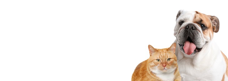 Image of Cute ginger cat and funny English bulldog on white background. Banner design with space for text