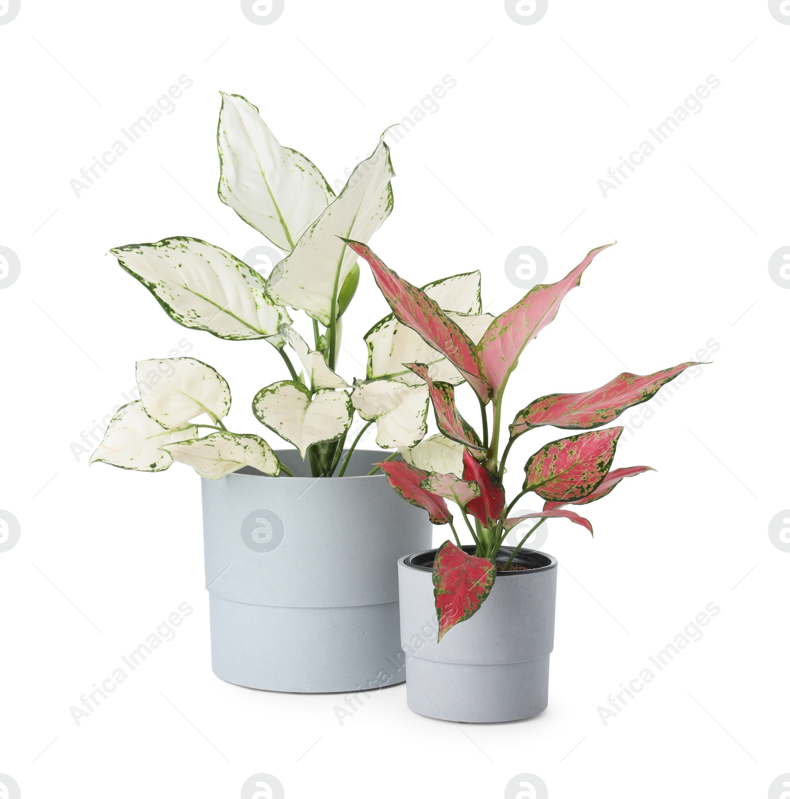 Photo of Beautiful Aglaonema plants in flowerpots isolated on white. House decor