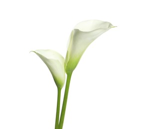 Photo of Beautiful calla lily flowers on white background