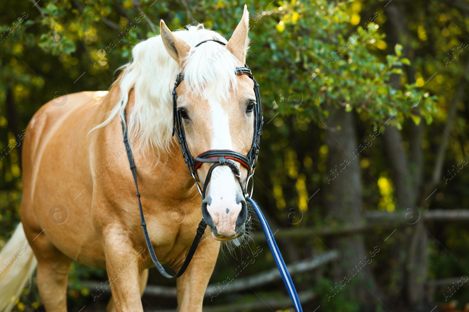 Photo of Palomino horse in bridle outdoors on sunny day