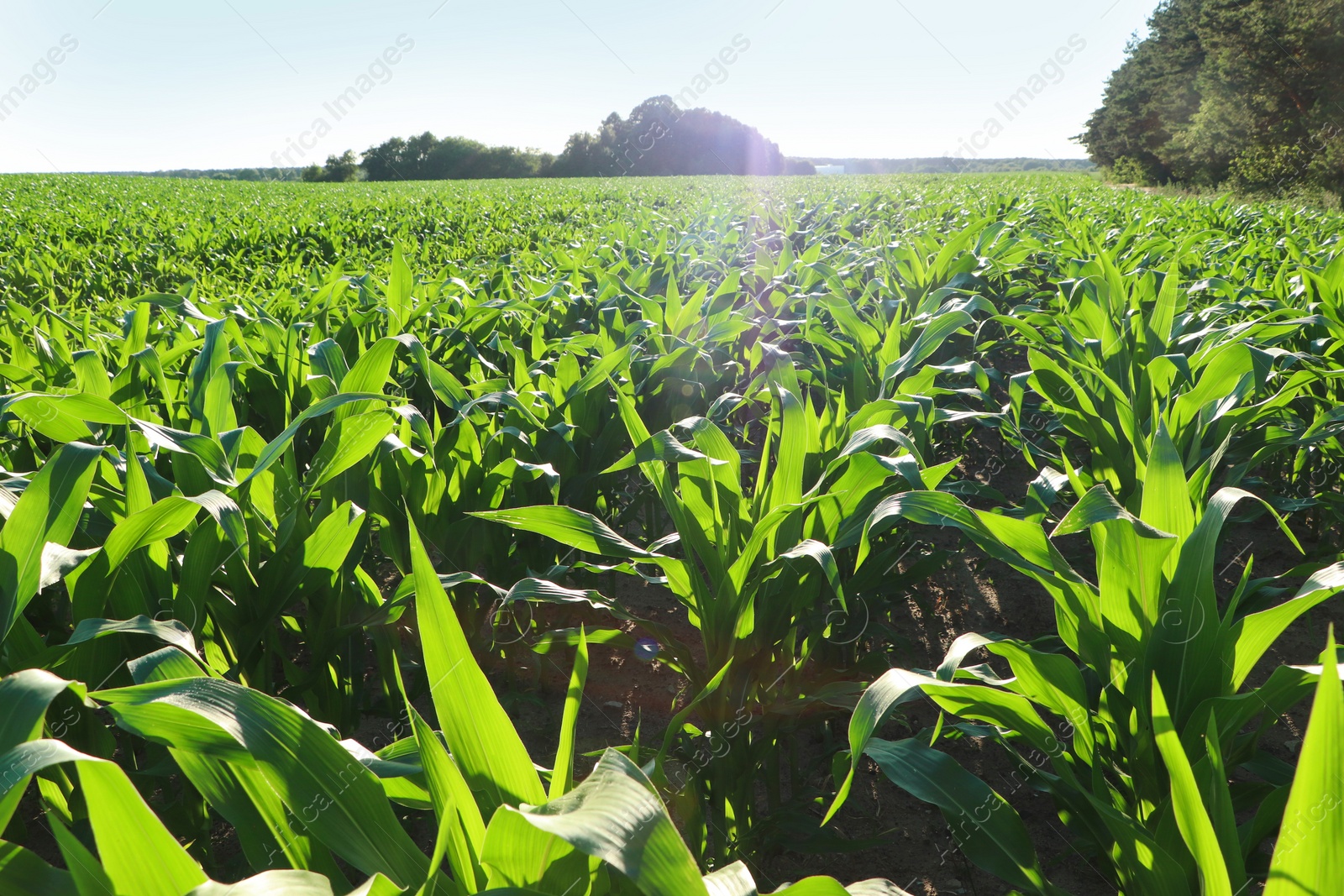 Photo of Beautiful agricultural field with green corn plants on sunny day