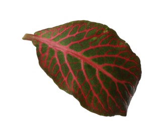 Leaf of tropical fittonia plant on white background