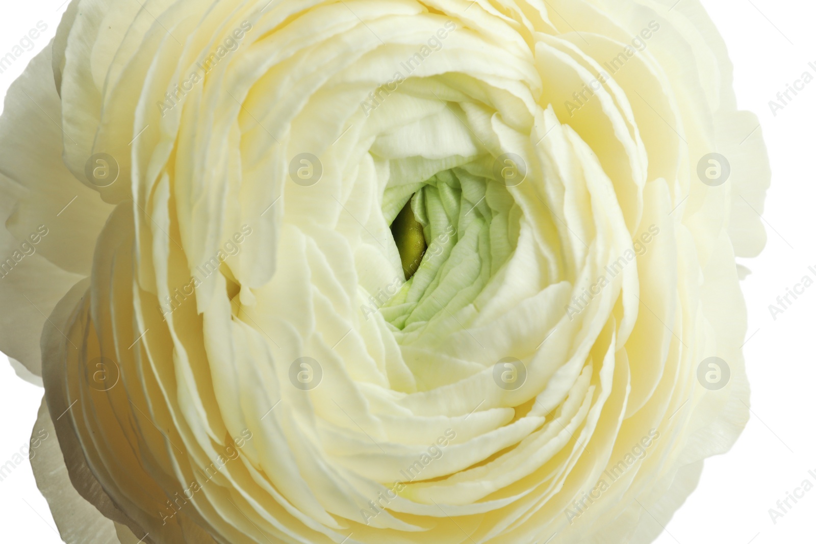 Photo of Beautiful ranunculus flower on white background, closeup