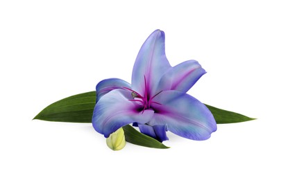 Amazing lily flower in blue and violet colors isolated on white