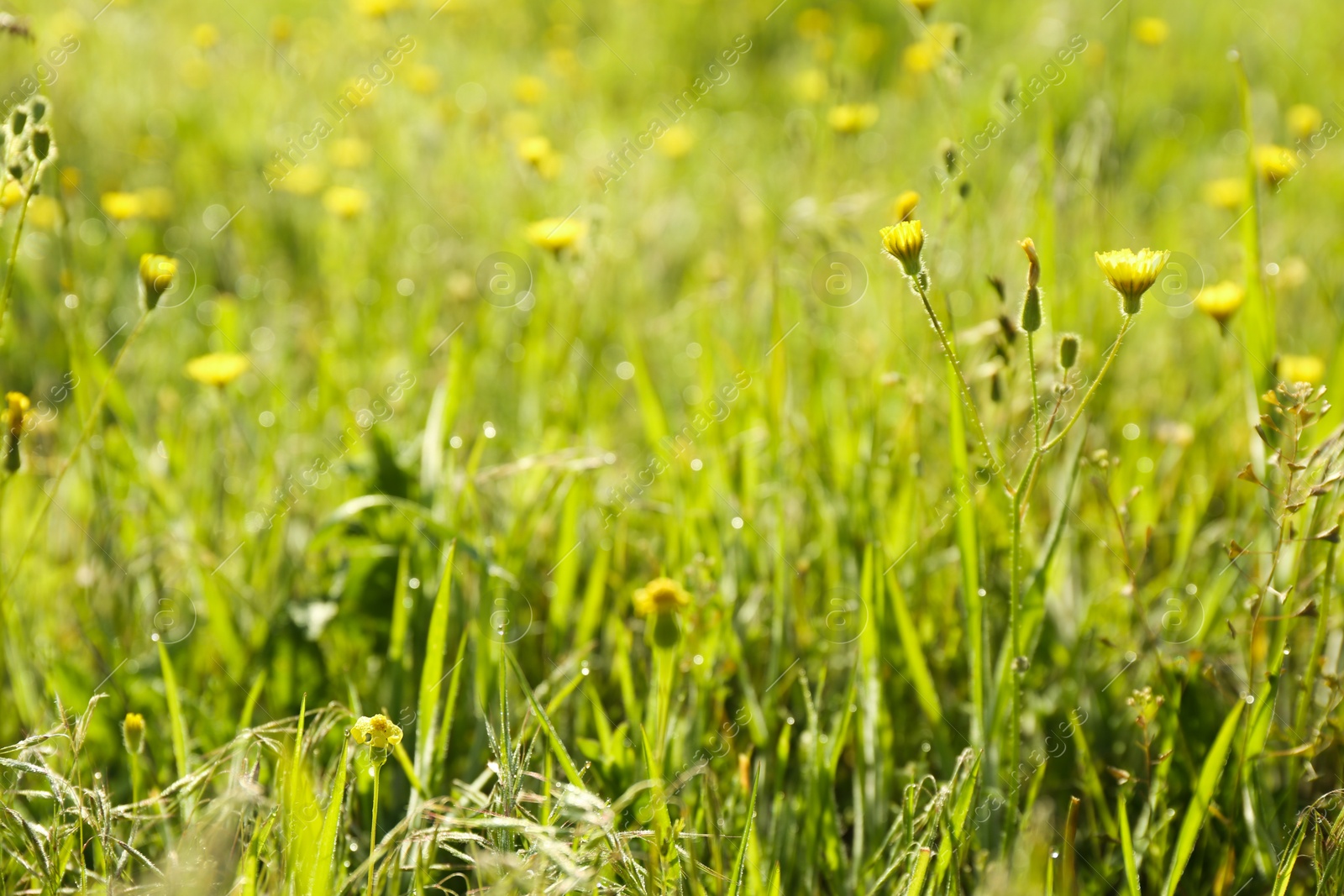 Photo of Beautiful flowers growing in meadow on sunny day