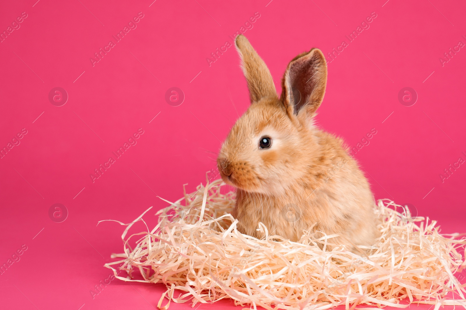 Photo of Adorable furry Easter bunny with decorative straw on color background, space for text