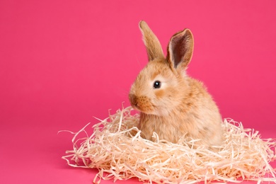 Adorable furry Easter bunny with decorative straw on color background, space for text