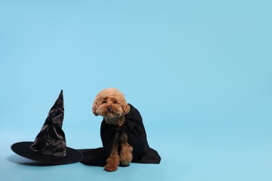 Photo of Cute Maltipoo dog with hat dressed in witch for Halloween celebration against light blue background, space for text