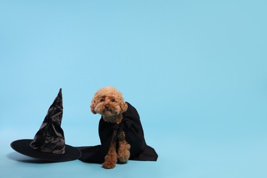 Cute Maltipoo dog with hat dressed in witch for Halloween celebration against light blue background, space for text